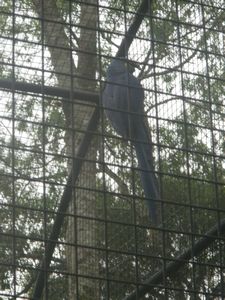 Hyacinth Macaw!!