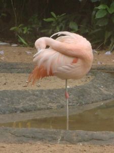 Flamingoe