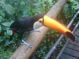 The hungry toucan!!