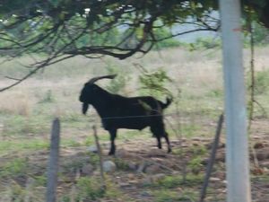 A Huge Billy Goat!!