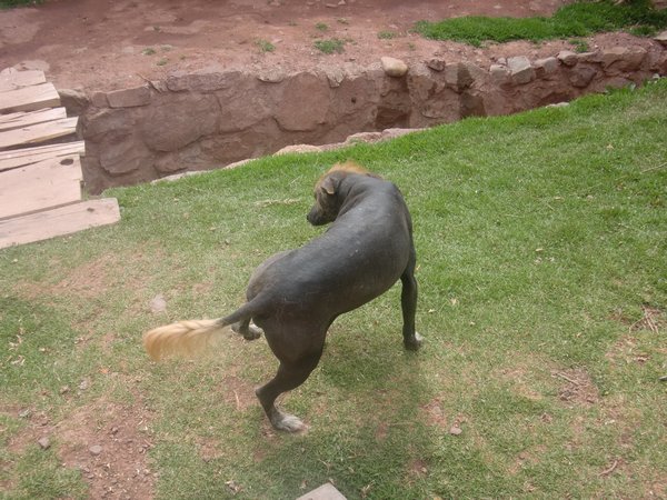 And the Peruvian Hairless dog