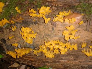 Glow-in-the-dark fungi