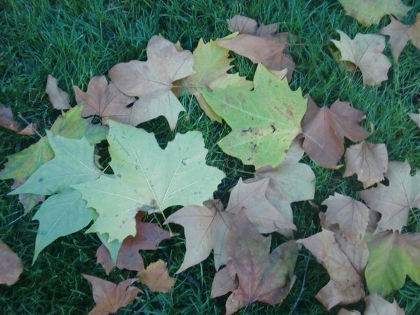 Pretty leaves in every park