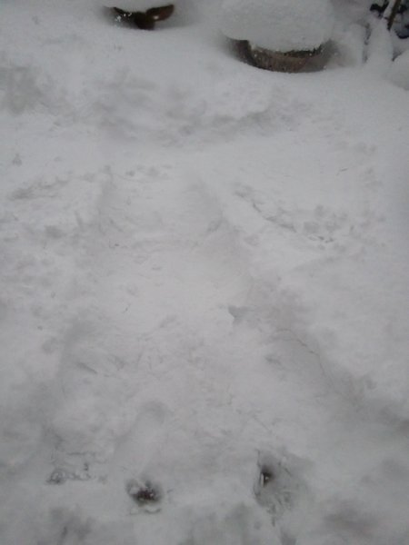 Jess' attempt at a snow angel