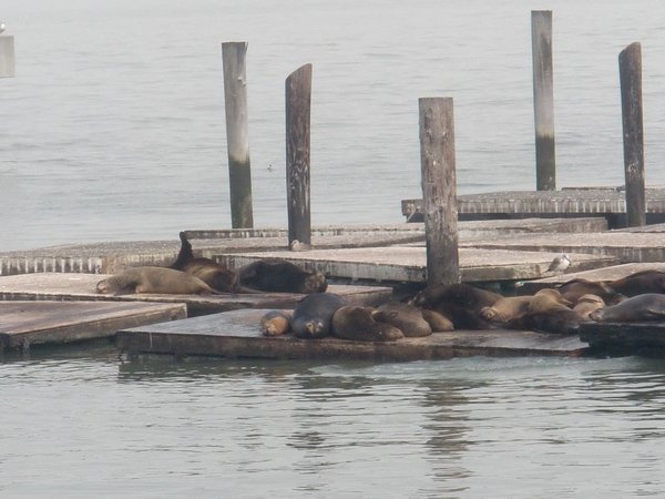 And the seals