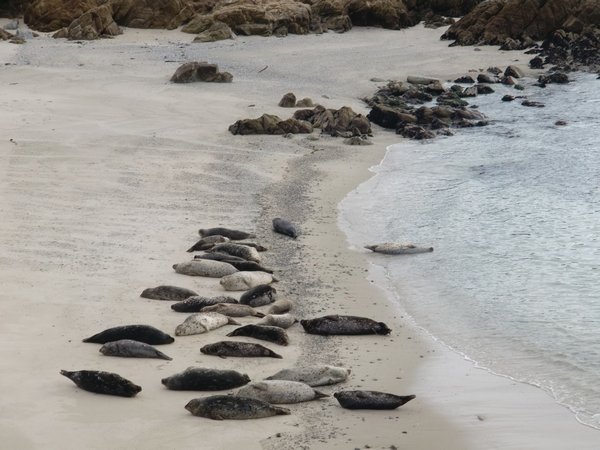 More harbour seals