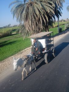 Donkey on the move
