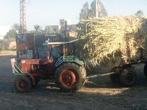 Very full sugar cane tractor