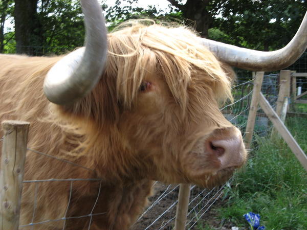 Hamish the hairy coo
