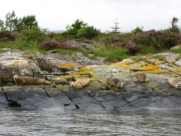 Plockton Bay seal colony