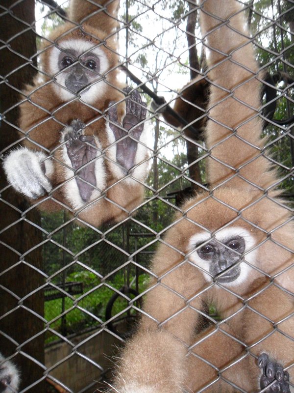 Gibbons at a park just outside of town