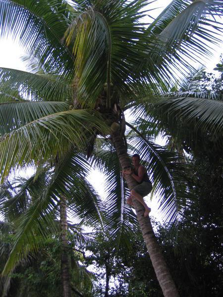 A rare species of Palm Monkey