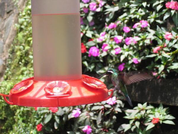 Hummingbird hovers near nectar