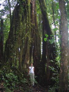 in Monteverde Cloud Rainforest Reserve