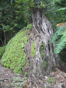 Lean on tree