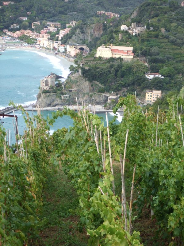 Vines above Montorosso