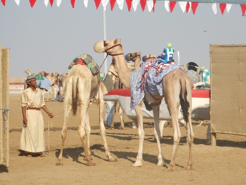 Camel racing