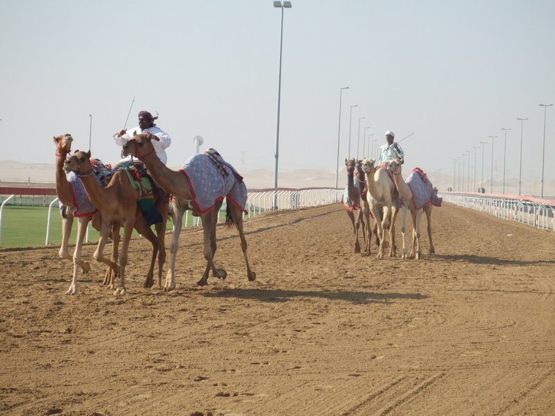 Camel training at the track