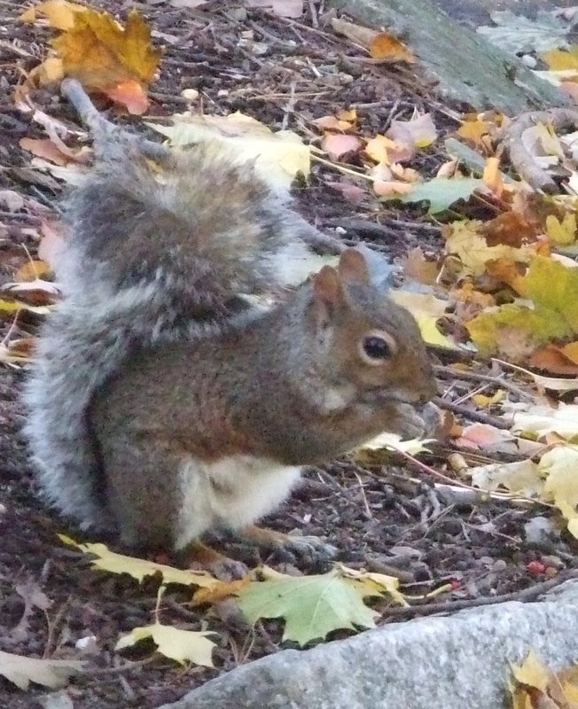 Fossicking squirrel taking time out to pose