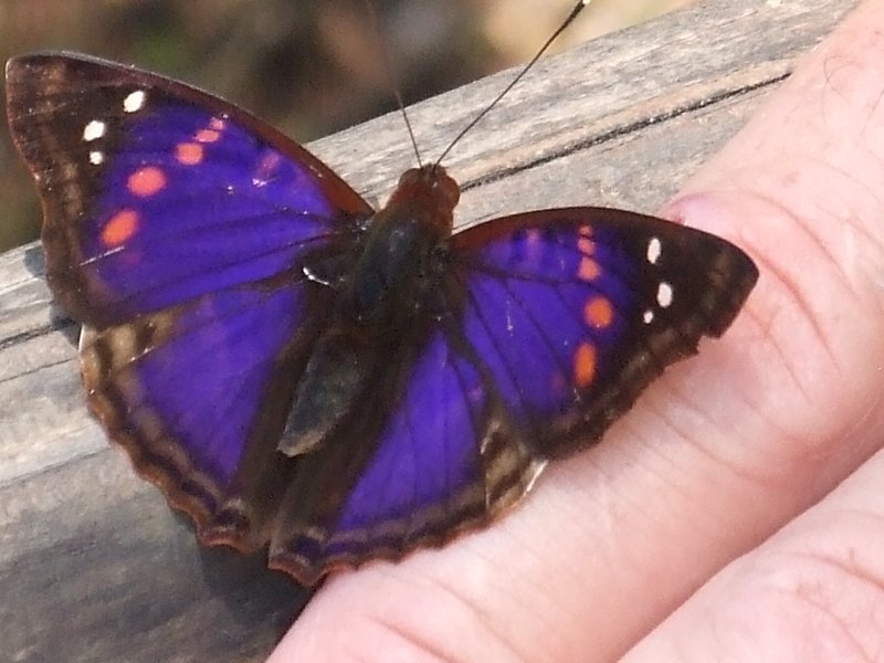 Gorgeous wild butterfly