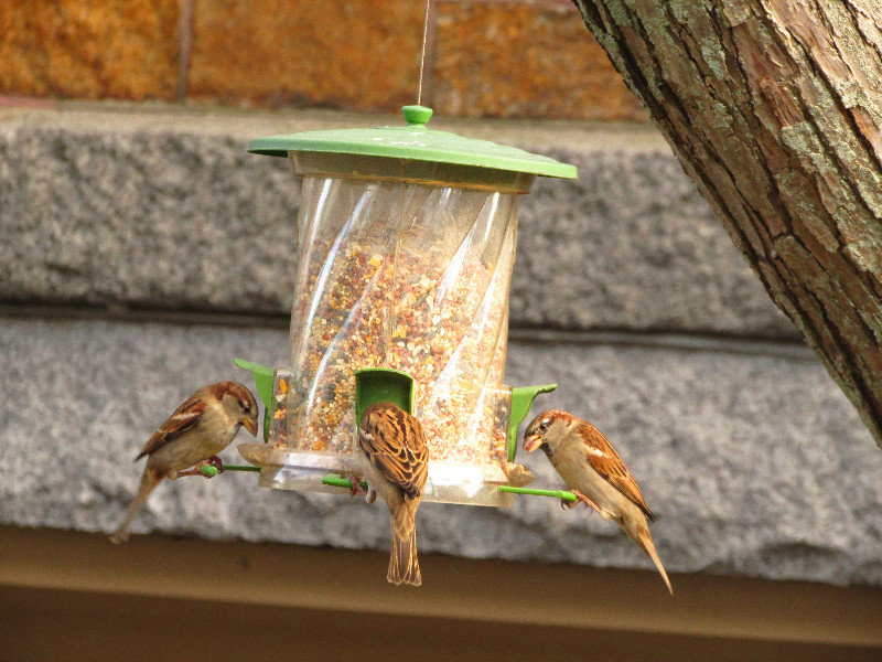 Fly-through restaurant