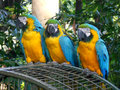 Colourful Colombian birds