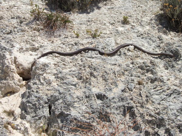 Snake on Rottnest
