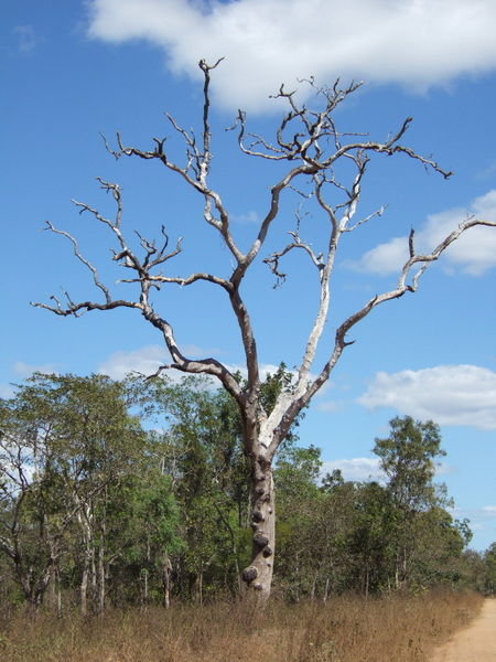This is Australian Dead Dog Tree - scroll down