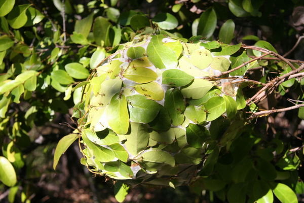 Green Ants Nest
