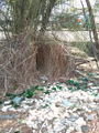 Bower Bird 'Bower' in the car park of the Townsville Casino