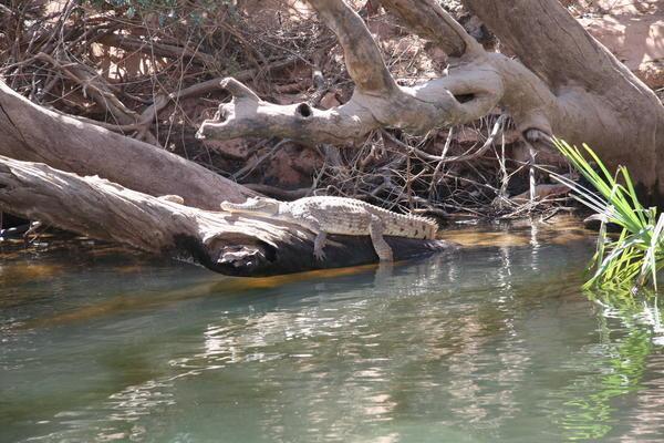 Crocodile at Katherine Gorge