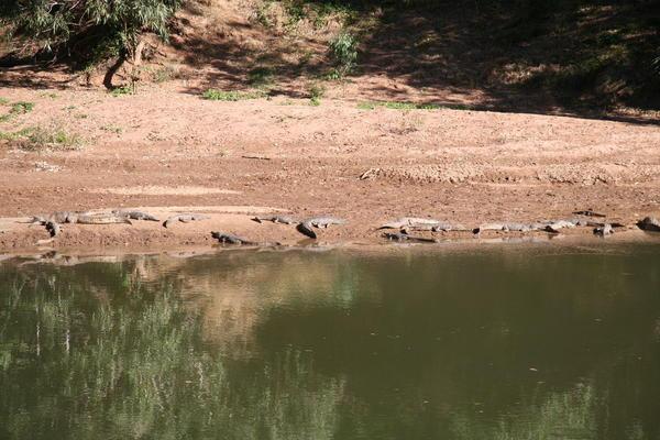 Freshwater Crocs -Windjana Gorge
