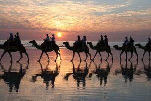 Camel Rides - Cable Beach