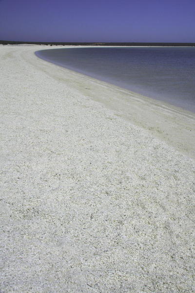 Shell Beach - Shark Bay