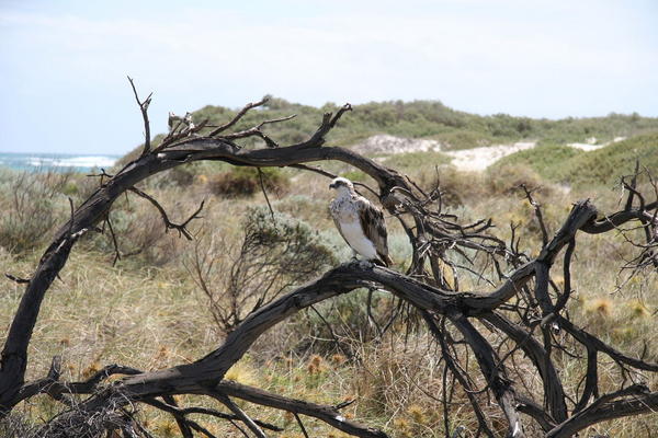 Baby Osprey - Geraldton