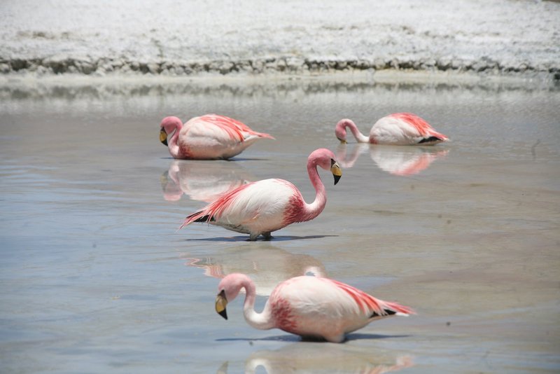 Flamingos tief im Wasser