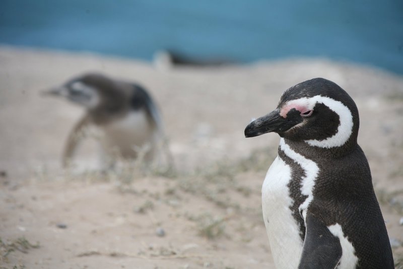 Magellan-Pinguine..