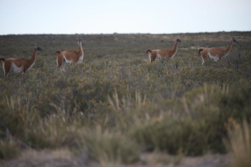 Viele Guanacos