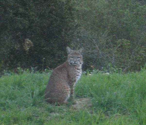 Wild bobcat in my backyard