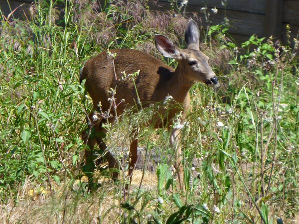 Bambi in my backyard