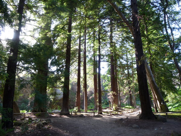 botanic garden redwoods