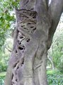 tortured trunk botanic garden