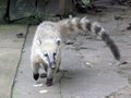 Looking for Some Action--Coati
