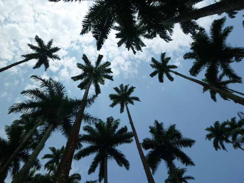 Palms everywhere