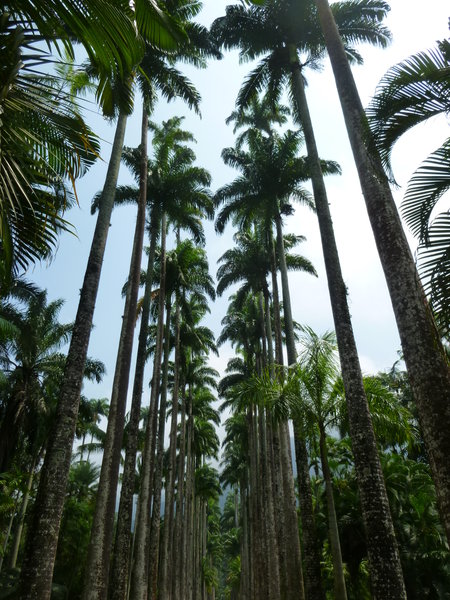 Botanic Garden Palm Entrance
