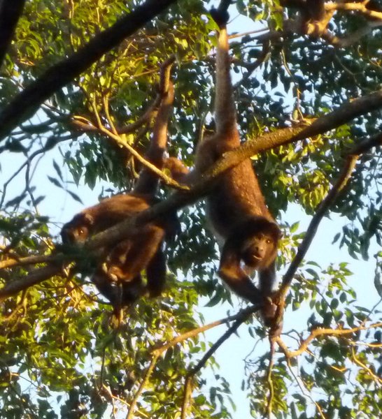 Playful Howler Monkeys