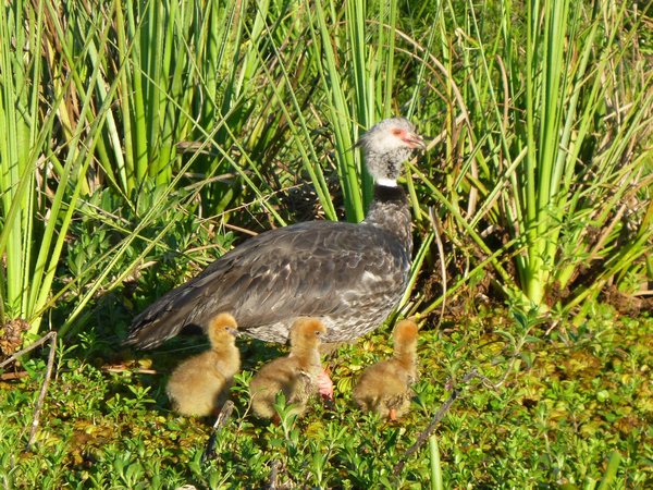 Southern Screamer and Chicks