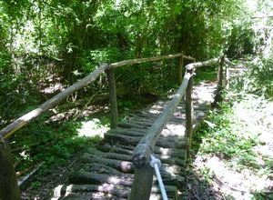 Monkey trail bridge in forest