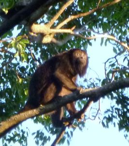 Male howler