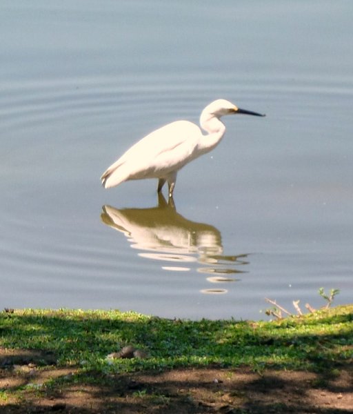 Egret in the park